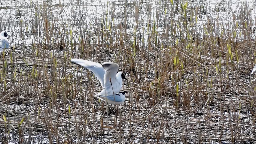 A pair of black-headed gulls mating among wetland reeds. After mating the male dismounts and joins the female in a "post-mating" display. 