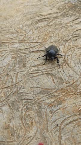 Black beetle walking on a concrete surface, close-up insect photography with natural outdoor texture