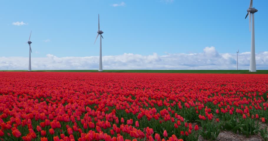 Wide shot of a vast red tulip field with wind turbines under a blue sky in the Netherlands.