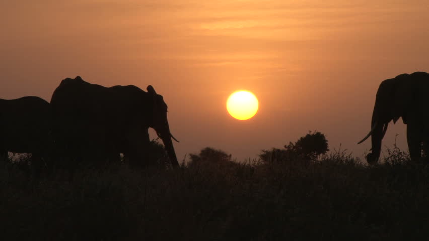 elephants in the plains with a rising sun in the back ground 1