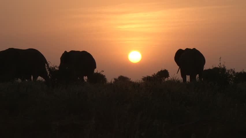 elephants in the plains with a rising sun in the back ground 2