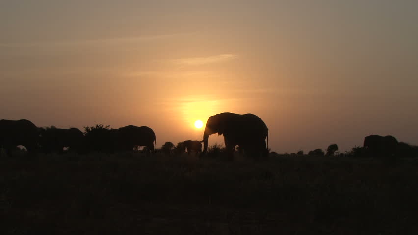 elephants in the plains with a rising sun in the back ground 3