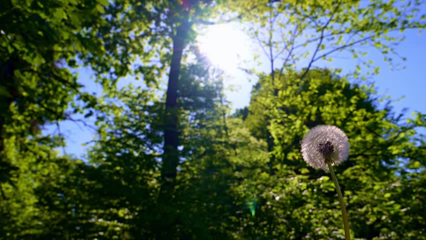 Close up video of a dandelion releasing seeds in strong wind against bright sunlight in a forest, with drifting particles and natural backlight.