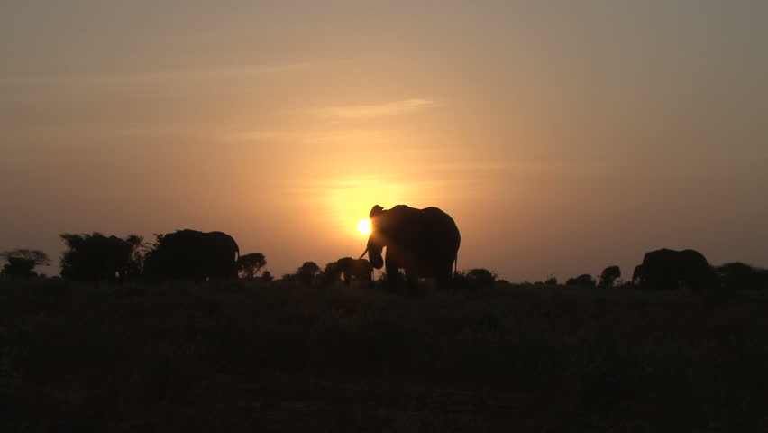 elephants in the plains with a rising sun in the back ground 4