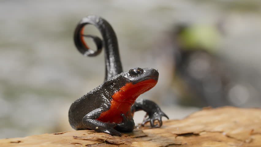 Close-Up of Japanese Fire-Bellied Newt (Cynops pyrrhogaster) Displaying Defensive Posture