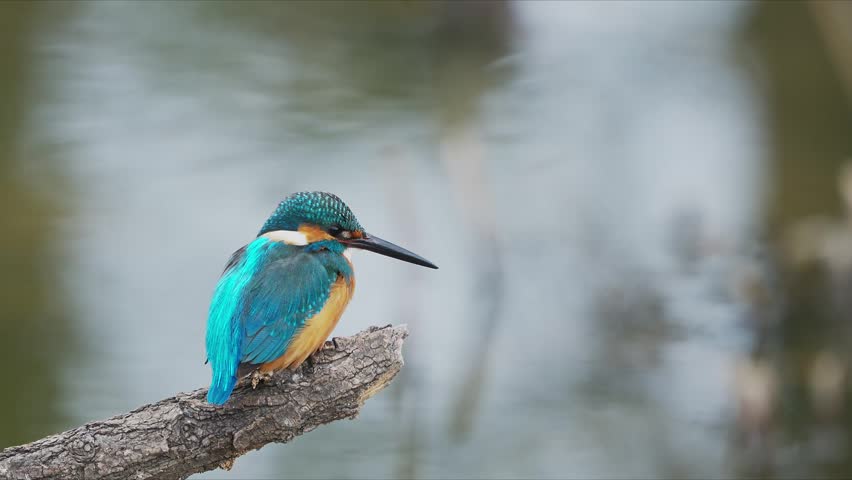 Common Kingfisher (Alcedo atthis) in japan
