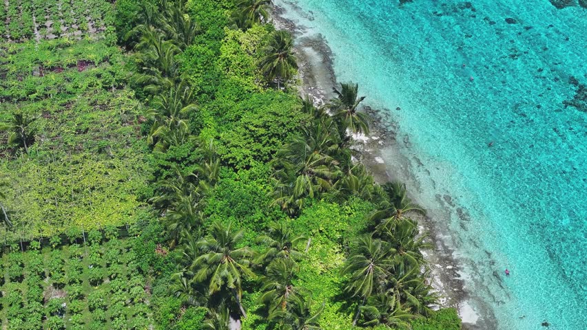 Aerial view of lush palm trees, agricultural fields and turquoise coral reef waters along the coastline of Thoddoo, Alif Alif Atoll, Maldives.