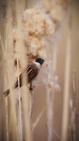 A black-headed bird interacts with fluffy cattails amidst tall, swaying reeds in a windy marshland. Captures the dynamic movement of nature. Suitable for wildlife documentaries.