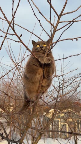 Brown cat perched high in bare winter tree branches. Cat gazes down, paws gripping branches tightly. Snow covers ground below. Clear blue sky above. Animal appears calm despite height