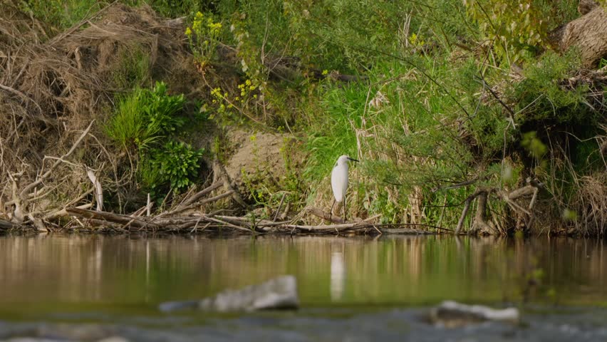 Little egret stands on far riverbank in Varazdin, Croatia as soft-focus water flows in foreground; static shot with shallow depth of field, natural habitat, wildlife wading bird.