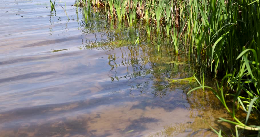 A blue lake with a green grass, a natural blue lake 