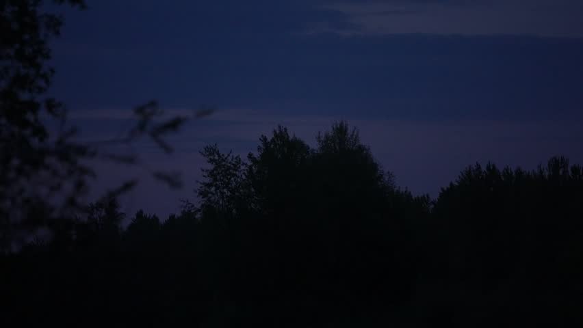 Bats flying over trees at dusk, captured in slow motion as it swoops from right to left above forest canopy, dramatic nocturnal wildlife silhouette against twilight sky.