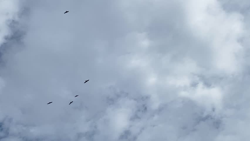 Eagle flying in open white soft cloudy blue sky - low angle shot.