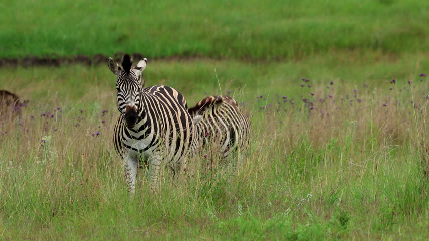 Pregnant zebra stands amidst tall grass with others in the background