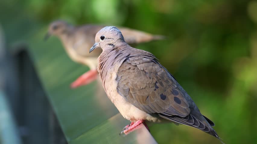 An Eared Dove (Zenaida auriculata) with grayish-brown plumage and distinct black wing spots rests calmly on a metallic railing, close up shot.