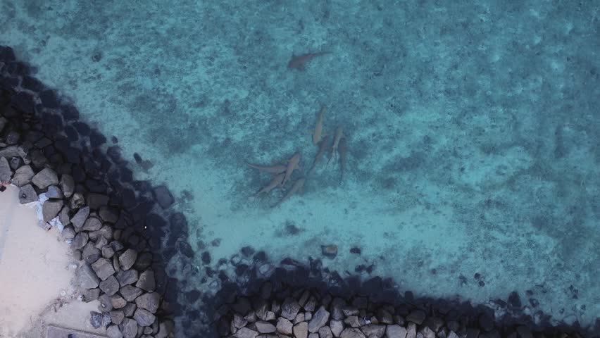 Aerial view of a group of sharks swimming in clear turquoise water near a rocky breakwater and sandy beach in Gulhi, Kaafu Atoll, Maldives.