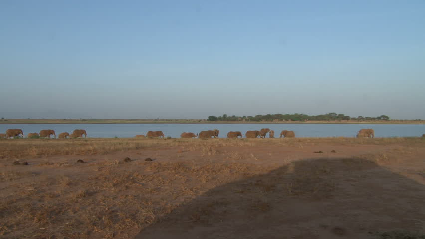 elephants walking around a dam, zoom out