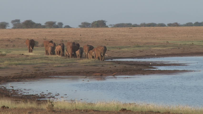elephants walking around a dam, zoom out