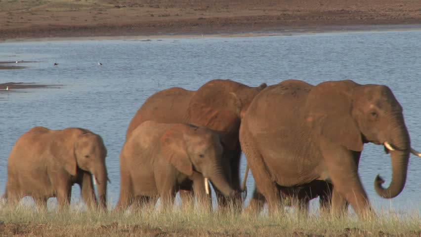 elephants walking around a dam