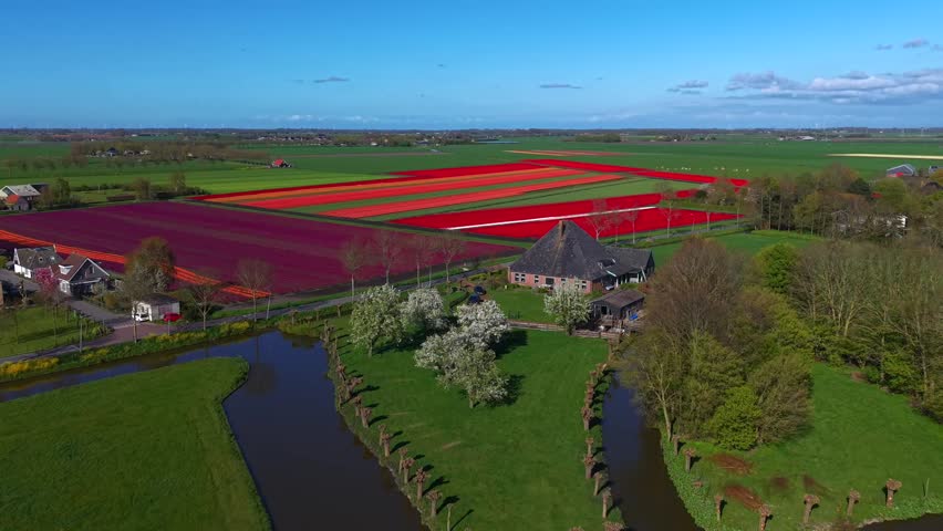 Aerial view of vibrant red and purple tulip fields blooming next to a traditional farmhouse and winding canal in Spierdijk, North Holland, Netherlands.