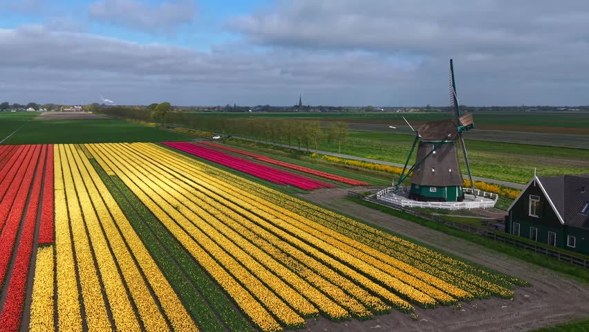 Aerial view of De Nachtegaal windmill standing beside vibrant yellow and red tulip fields under a soft blue sky in Middenbeemster, Noord-Holland, Netherlands.