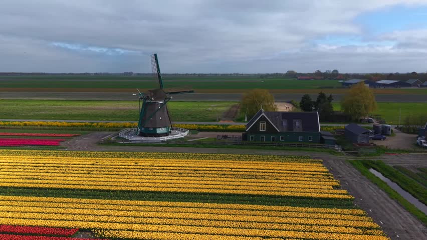 Aerial view of De Nachtegaal windmill and vibrant yellow tulip fields under a cloudy sky in Middenbeemster, Noord-Holland, Netherlands.