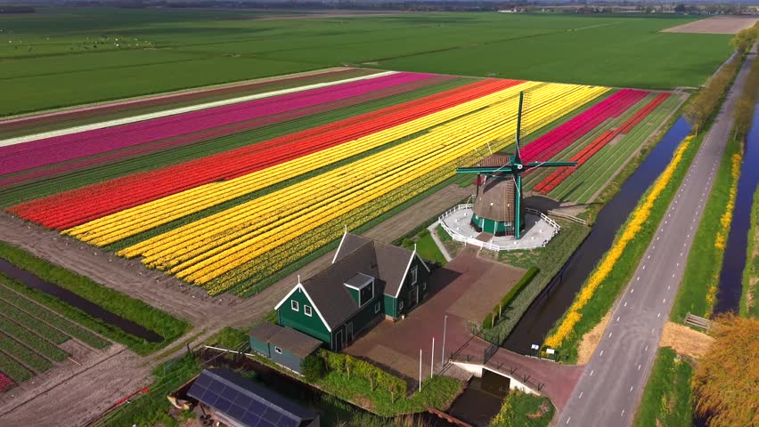 Aerial view of De Nachtegaal windmill and vibrant rows of blooming tulip fields under a clear sky in Middenbeemster, Noord-Holland, Netherlands.