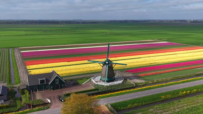 Aerial view of De Nachtegaal windmill standing beside vibrant rows of blooming tulip fields under a soft cloudy sky in Middenbeemster, Noord-Holland, Netherlands.