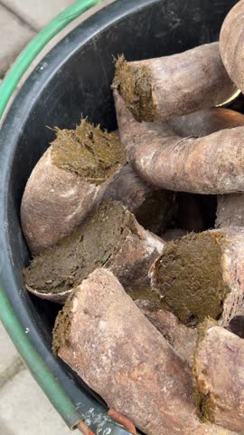 A human hand places cow horns packed with fresh manure for Biodynamic Preparation 500 onto the pile