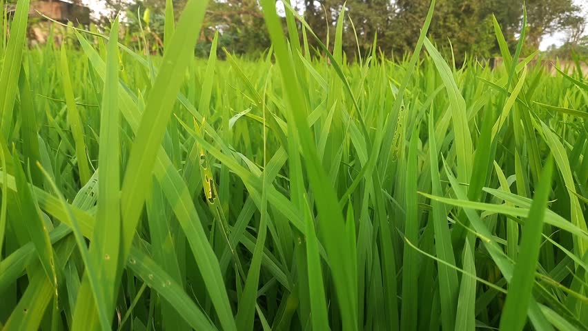 Lush green field of young rice plants, vibrant and fresh, seen from a low angle perspective
