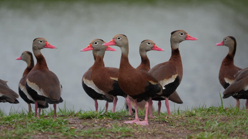 A group of black-bellied whistling ducks stands on the grass near a body of water, showcasing their distinctive features and vibrant colors in a natural setting.