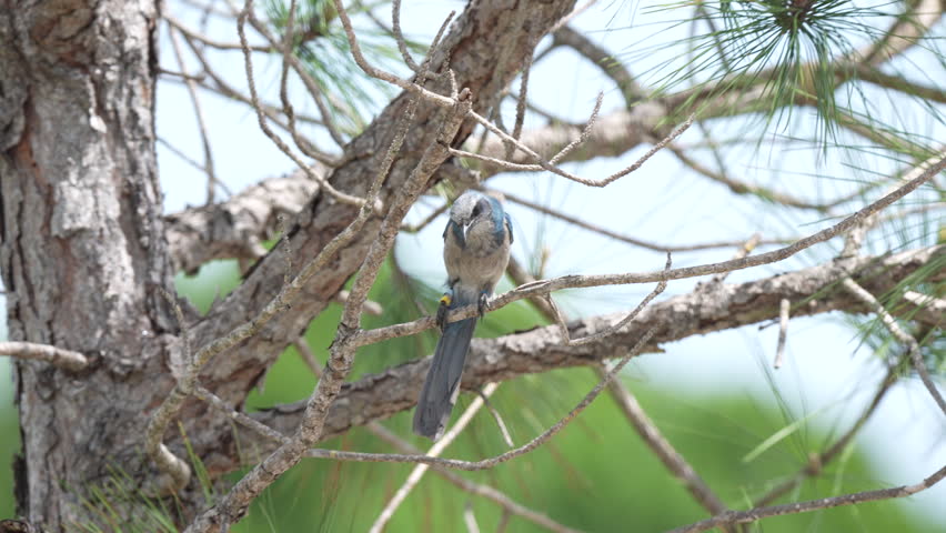 A bird is seen perched on a tree branch surrounded by greenery, showcasing its natural habitat. The scene captures the essence of wildlife in a serene environment.