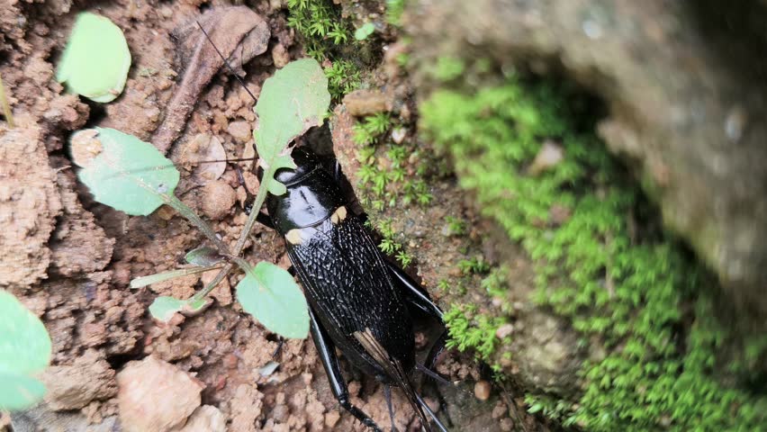 Gryllus bimaculatus. It is a species of cricket in the subfamily Gryllinae. Most commonly known as the two spotted cricket. This is the primary food source for insectivorous animals.
