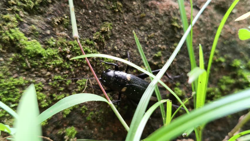 Gryllus bimaculatus. It is a species of cricket in the subfamily Gryllinae. Most commonly known as the two spotted cricket. This is the primary food source for insectivorous animals.
