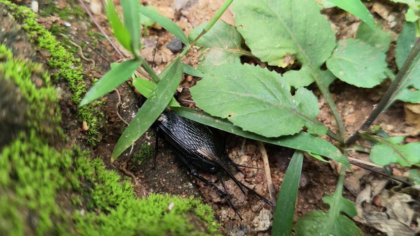 Gryllus bimaculatus. It is a species of cricket in the subfamily Gryllinae. Most commonly known as the two spotted cricket. This is the primary food source for insectivorous animals.