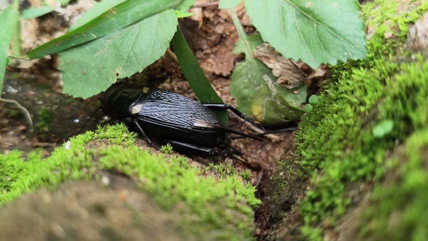 Gryllus bimaculatus. It is a species of cricket in the subfamily Gryllinae. Most commonly known as the two spotted cricket. This is the primary food source for insectivorous animals.