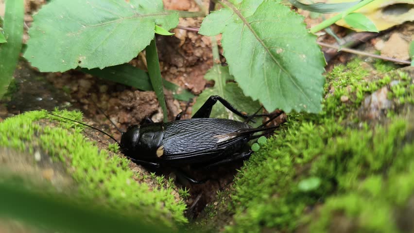 Gryllus bimaculatus. It is a species of cricket in the subfamily Gryllinae. Most commonly known as the two spotted cricket. This is the primary food source for insectivorous animals.