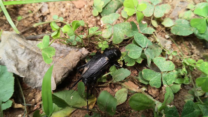Gryllus bimaculatus. It is a species of cricket in the subfamily Gryllinae. Most commonly known as the two spotted cricket. This is the primary food source for insectivorous animals.