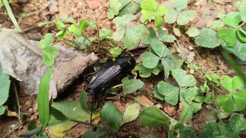 Gryllus bimaculatus. It is a species of cricket in the subfamily Gryllinae. Most commonly known as the two spotted cricket. This is the primary food source for insectivorous animals.