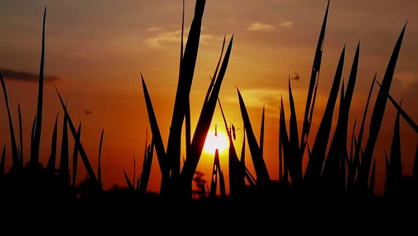 Sunset view in the rice field area
