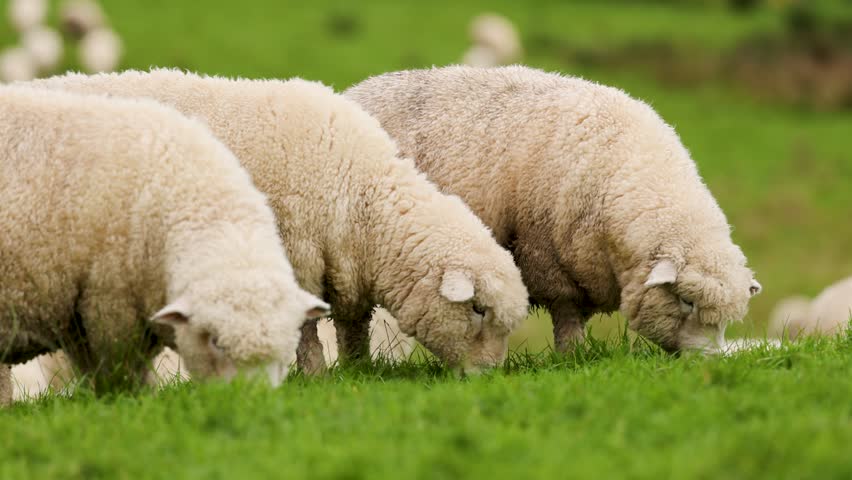 Sheep grazing on grass, rural nature, peaceful farm animals.