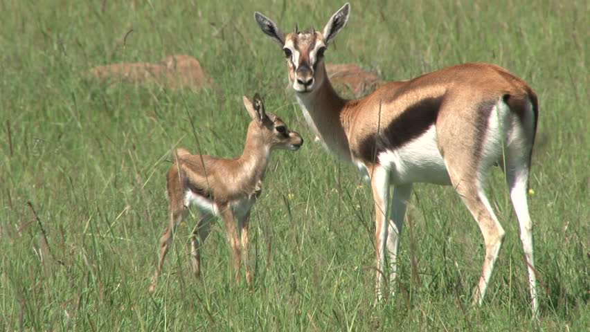 gazelle mother cleaning baby.