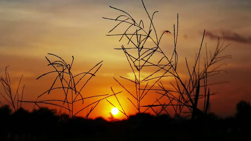 Sunset view in the rice field area
