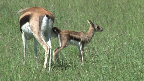 gazelle mother cleaning baby 1