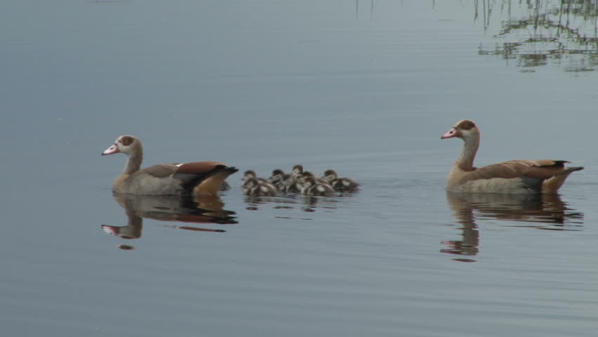 geese and young ones 3