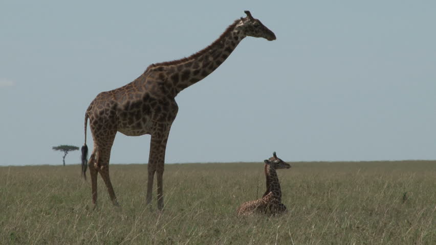 giraffe and a baby resting
