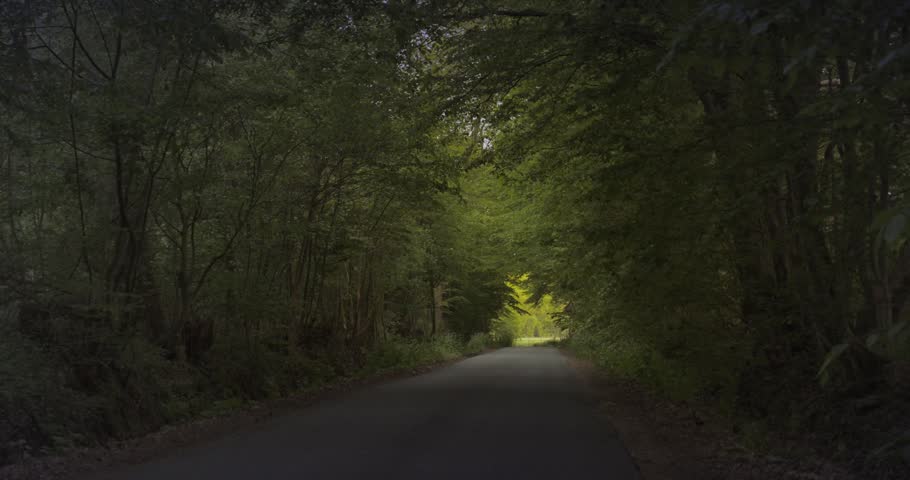 A tranquil view of a dark forest path and grounds.