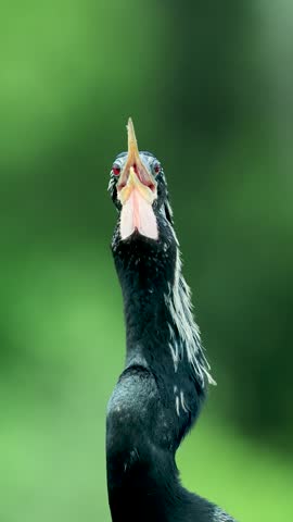 Anhinga Using Gular Flutter Fluttering Cooling Strategy 