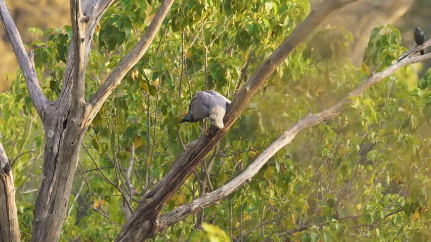 African Harrier Hawk Stealing Eggs While Hanging From a Tree