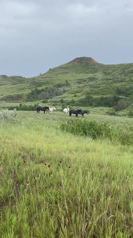 Wild Horses Roaming Theodore Roosevelt National Park 